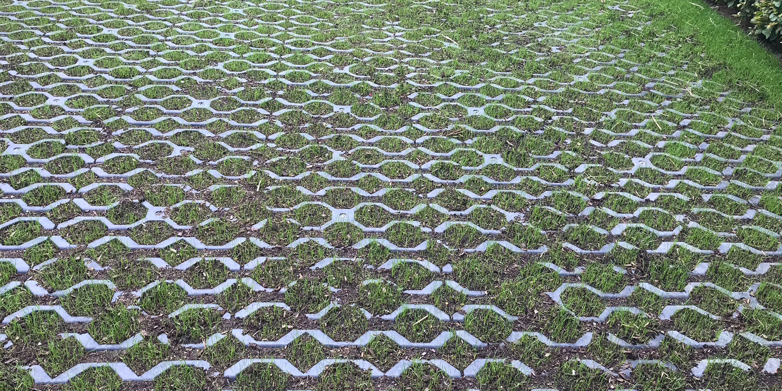 Grass growing through CellTrack HD