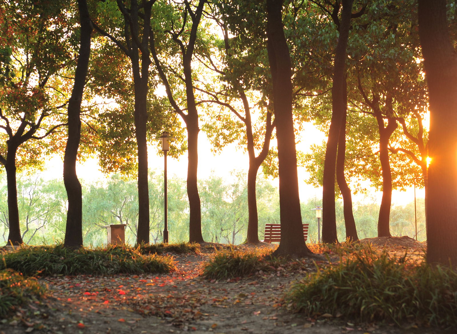 Trees growing in the park with bench visible
