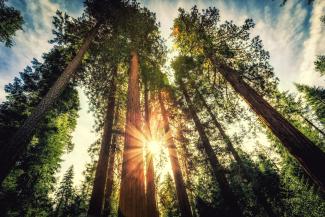 Looking up at a tree canopy with the sun shining through