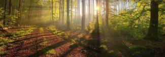 Forest with sunlight shining through trees