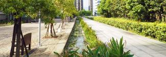 Trees in an urban landscape