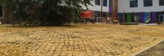ProtectaWeb permeable car park next to a tree