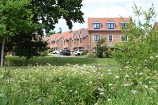 Established trees and greenery in a new build housing development