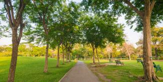 Pathway in a park with trees either side