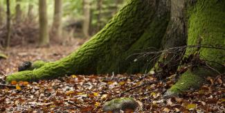 Tree stump in a forest