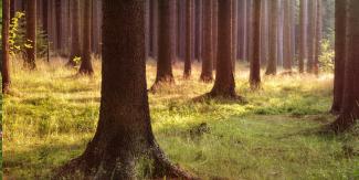 Tree stumps growing in a local forest