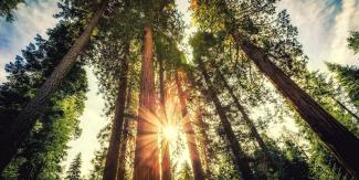 Tall tree growing with the sun