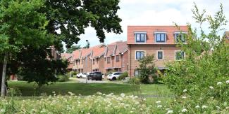 Tree growing next to housing estate