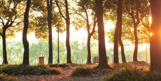 Trees growing in the park