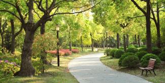 Trees planted in local park
