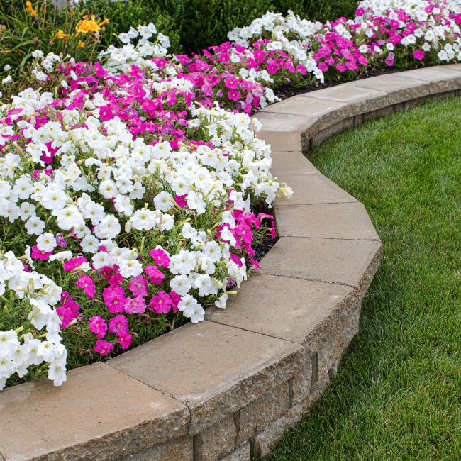 Blooming flowers in a weed free flower bed