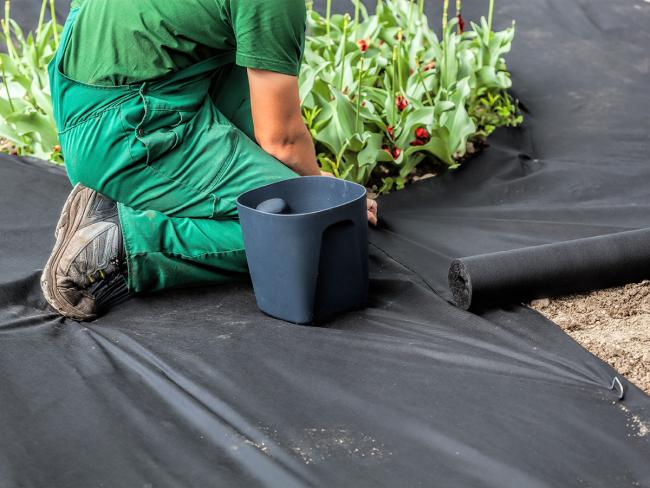 A groundwork landscaper installing a weed control fabric