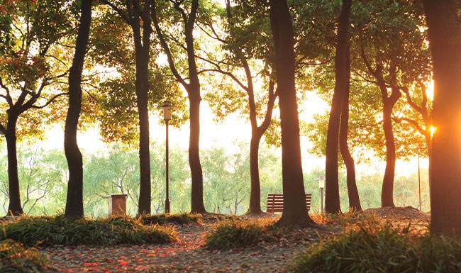 Trees growing in the park with bench visible