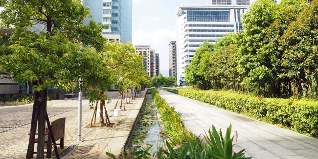 Trees growing towards a city